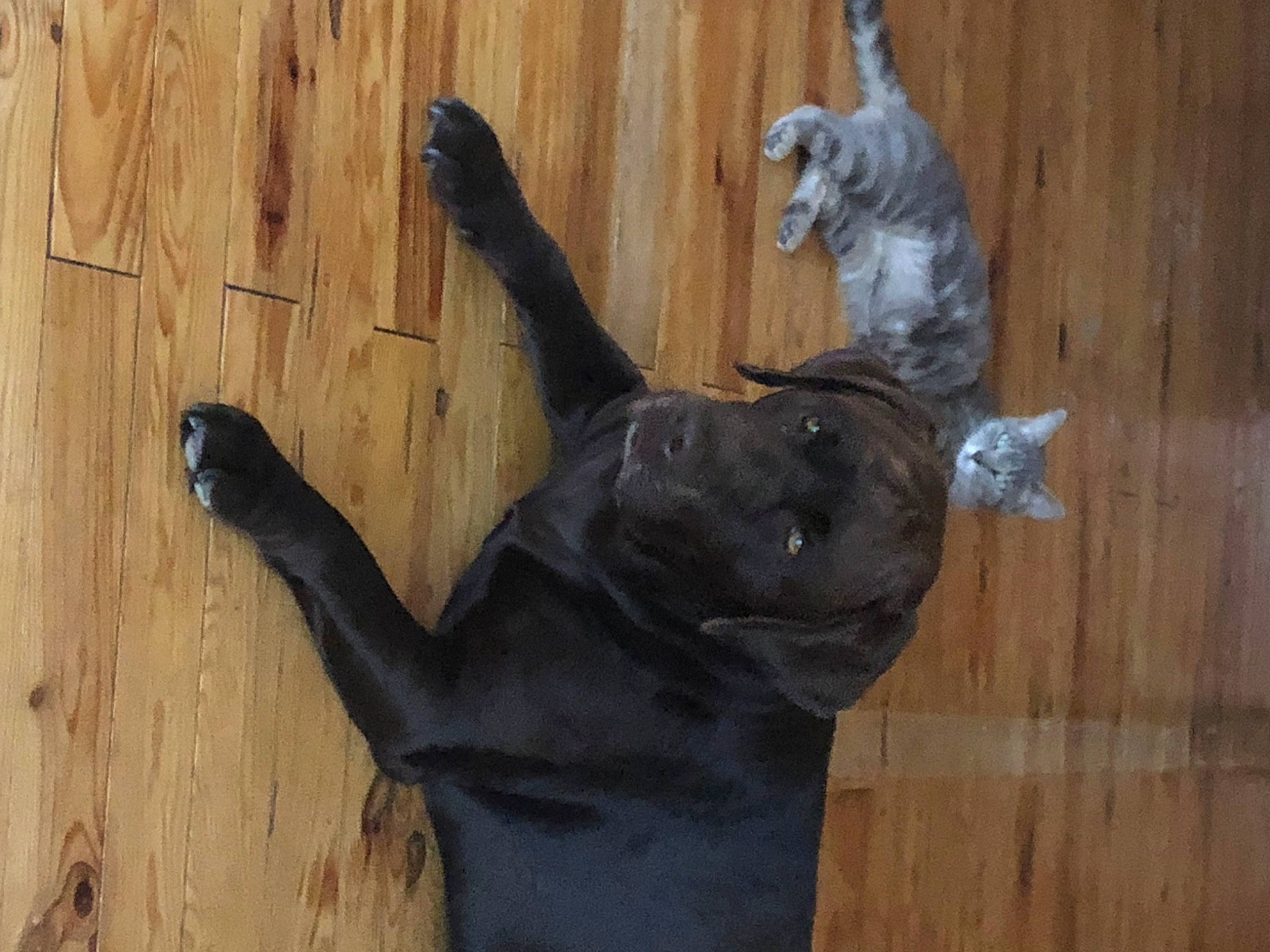 Nouk participe au concours pour gagner de l'argent avec cette photo : art, dog_breed, fawn, flooring, gesture, grey, hardwood, moose, pack_animal, plank, sculpture, snout, sporting_group, tail, terrestrial_animal, visual_arts, wood, wood_stain, working_animal, wrist