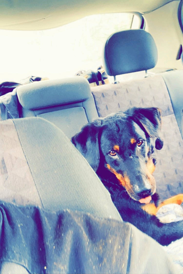 Nako a rejoint le concours — aidez-le/la à gagner de superbes lots ! automotive_design, automotive_lighting, automotive_tire, azure, car_seat_cover, carnivore, comfort, companion_dog, couch, dog, dog_breed, electric_blue, head_restraint, motor_vehicle, snout, sporting_group, tints_and_shades, vehicle, vehicle_door, working_animal