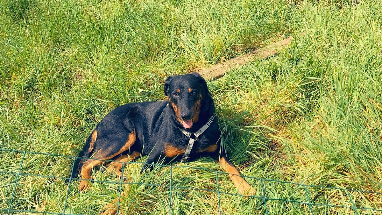 Nako a rejoint le concours — aidez-le/la à gagner de superbes lots ! austrian_black_and_tan_hound, canidae, carnivore, companion_dog, dog, dog_breed, field, grass, grassland, guard_dog, hound, lithuanian_hound, montenegrin_mountain_hound, plant, prairie, snout, sporting_group, terrestrial_animal, working_animal, working_dog