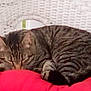 animal, cat, claws, cozy, curled_up, cute, domestic_cat, ears, fur, furniture, indoor, nap, pet, red_cushion, relaxation, rest, sleeping, tabby, whiskers, wicker_chair