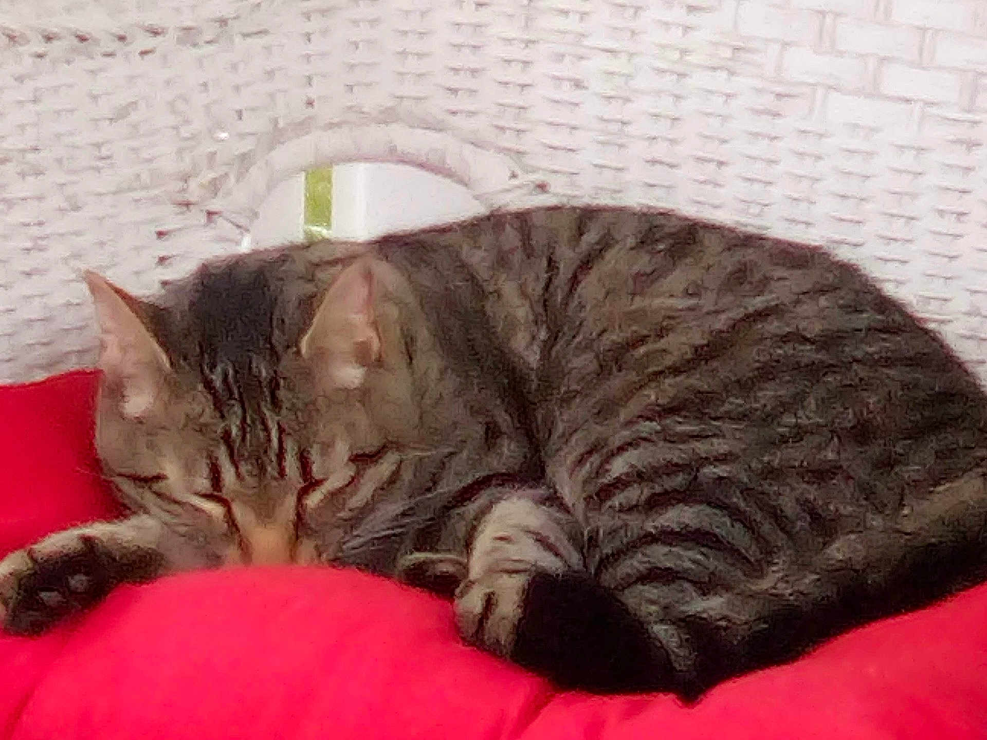 Max