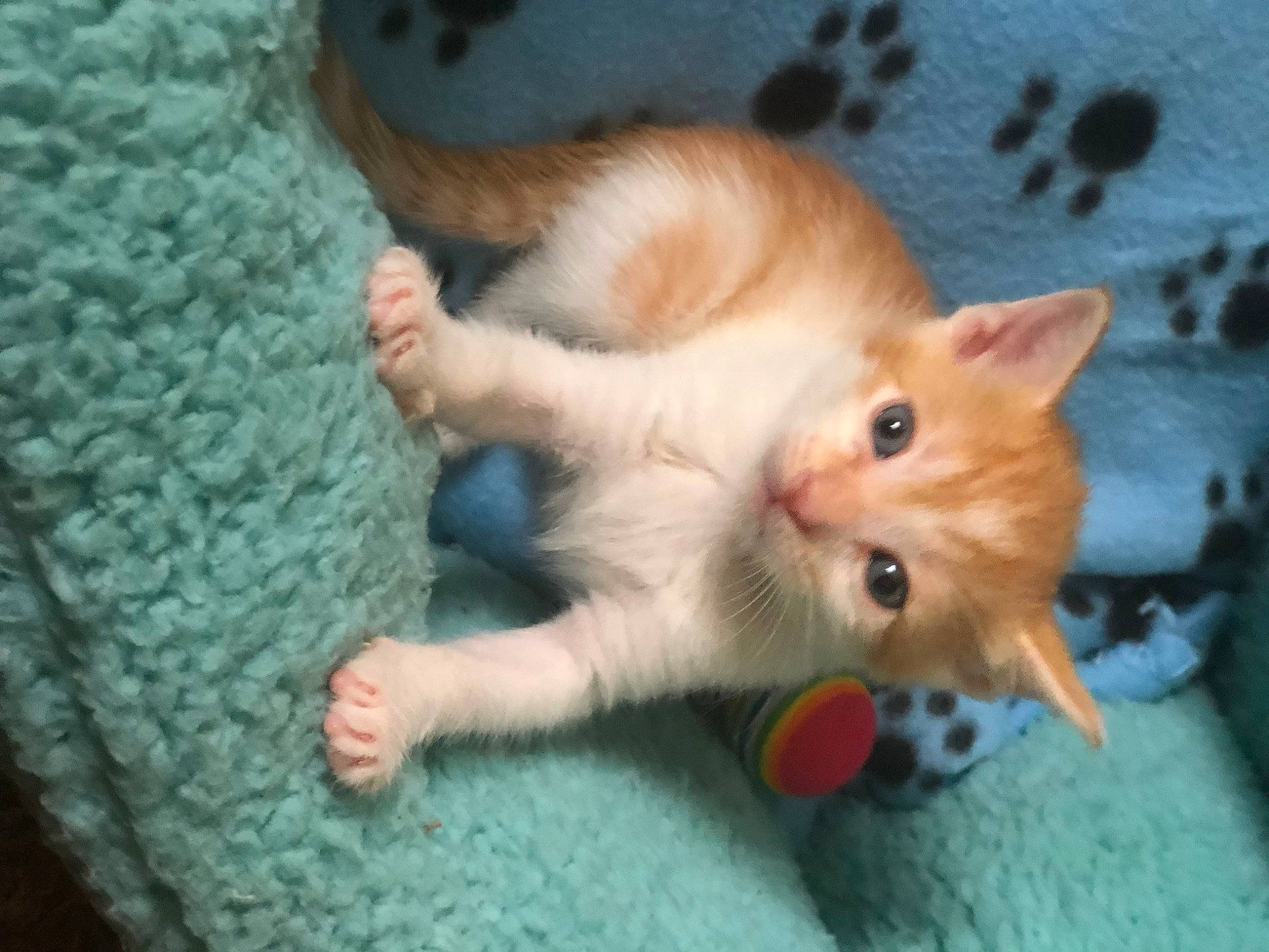 Calcifer is registered to the contest to win money with this photo: canidae, carnivore, cat, cat_toy, claw, companion_dog, dog_breed, domestic_short_haired_cat, fawn, felidae, flooring, foot, fur, paw, photo_caption, small_to_medium_sized_cats, snout, tail, whiskers, wood