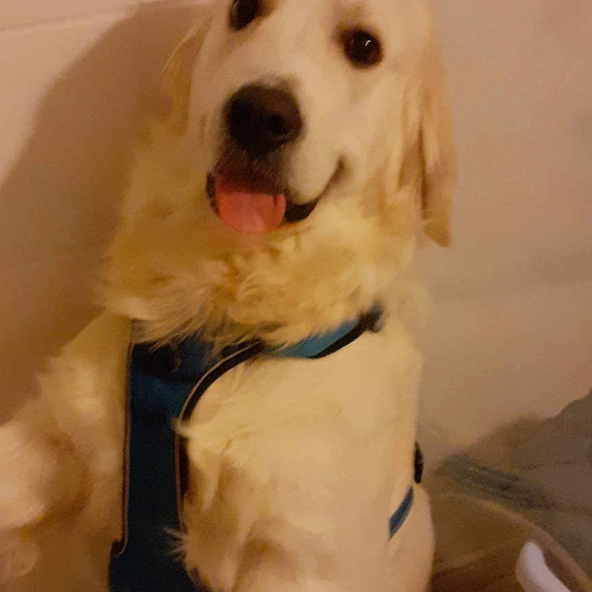 Rafale a rejoint le concours — aidez-le/la à gagner de superbes lots ! dog, golden_retriever, pet, canine, sitting, harness, blue_harness, floppy_ears, open_mouth, tongue, friendly, portrait, indoor, bathroom, tiles, home, smartphone_screenshot, warm_lighting, fur, companion