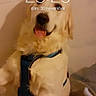 Rafale participe au concours pour gagner de l'argent avec cette photo : dog, golden_retriever, pet, animal, sitting, upright, happy, tongue_out, fluffy, long_fur, blue_harness, portrait, indoor, bathroom, bathtub, lock_screen, smartphone_screenshot, clock, date, playful
