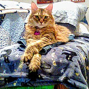 Willow is registered to the contest to win money with this photo: cat, orange_cat, fluffy, longhaired, pet, feline, sitting, lounging, paws, collar, indoor, living_room, blanket, couch, furniture, home, portrait, front_view, relaxed, funny