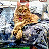 cat, orange_cat, fluffy, longhaired, pet, feline, sitting, lounging, paws, collar, indoor, living_room, blanket, couch, furniture, home, portrait, front_view, relaxed, funny
