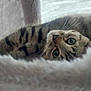 cat, tabby_cat, whiskers, fur, striped, pet, animal, curious, lying_down, soft_texture, close_up, indoor, cozy, playful, eyes, face, resting, cute, feline, relaxed