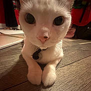 Mr. Kitty is registered to the contest to win money with this photo: cat, close_up, indoor, wooden_floor, curious, white_cat, gray_markings, paws, pet, animal, feline, domestic_cat, flooring, whiskers, collar, large_eyes, cute, lying_down, pets, mammal