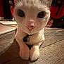 cat, close_up, indoor, wooden_floor, curious, white_cat, gray_markings, paws, pet, animal, feline, domestic_cat, flooring, whiskers, collar, large_eyes, cute, lying_down, pets, mammal