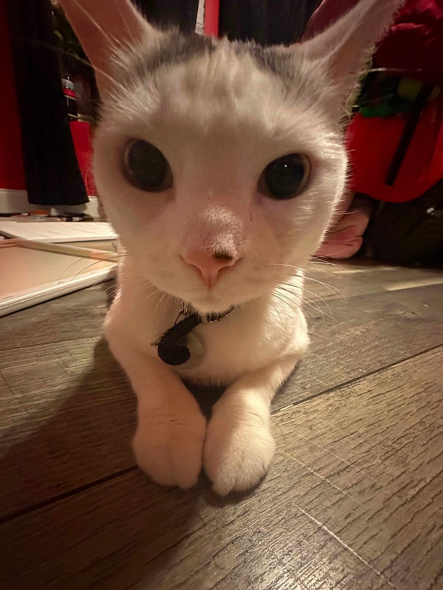 Mr. Kitty is registered to the contest to win money with this photo: cat, close_up, indoor, wooden_floor, curious, white_cat, gray_markings, paws, pet, animal, feline, domestic_cat, flooring, whiskers, collar, large_eyes, cute, lying_down, pets, mammal