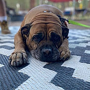 Tinkerbell is registered to the contest to win money with this photo: animal, blurred_background, brown_dog, calm, canopy, close_up, daylight, dog, expression, forest, leash, lying_down, nature, outdoor, patterned_rug, paws, pet, resting, rug, wrinkles