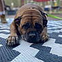 animal, blurred_background, brown_dog, calm, canopy, close_up, daylight, dog, expression, forest, leash, lying_down, nature, outdoor, patterned_rug, paws, pet, resting, rug, wrinkles