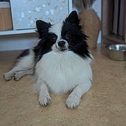 Tchoupi a rejoint le concours — aidez-le/la à gagner de superbes lots ! dog, puppy, black_and_white, fluffy, long_hair, small_breed, portrait, lying_down, indoor, floor, kitchen, food_bowl, ears, eyes, paws, fur, pet, companion_animal, cute, photography