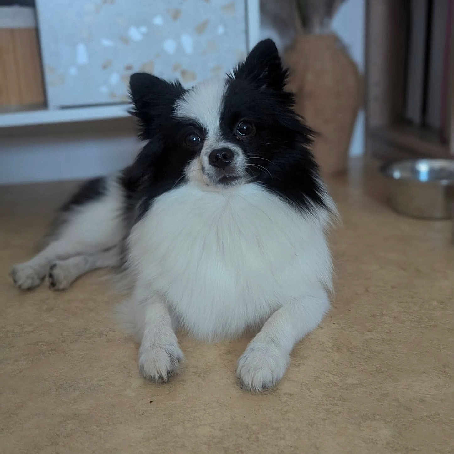 Tchoupi a rejoint le concours — aidez-le/la à gagner de superbes lots ! dog, puppy, black_and_white, fluffy, long_hair, small_breed, portrait, lying_down, indoor, floor, kitchen, food_bowl, ears, eyes, paws, fur, pet, companion_animal, cute, photography