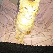 Caramel participe au concours pour gagner de l'argent avec cette photo : cat, ginger_cat, tabby, pet, indoor, blanket, pink, furniture, sitting, fur, whiskers, ears, animal, cute, domestic_animal, feline, looking, portrait, home, cozy