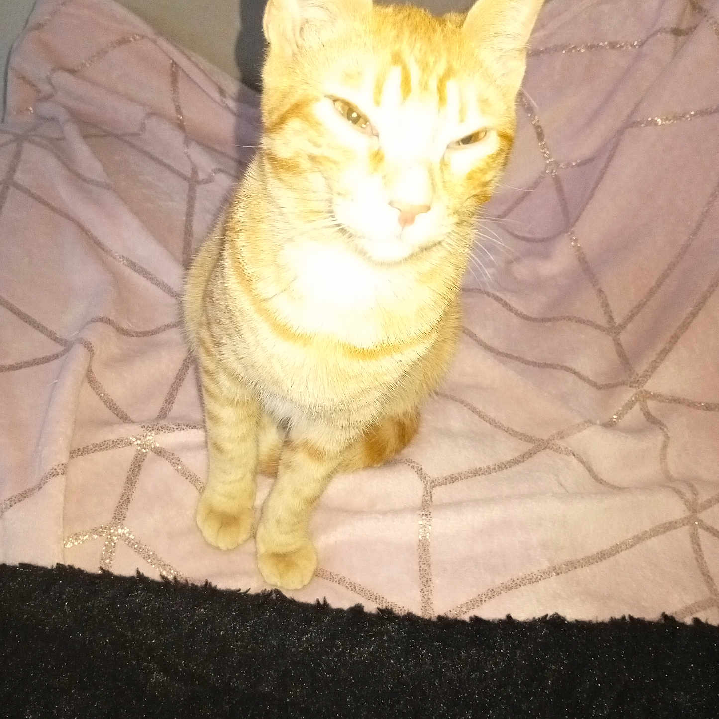 Caramel participe au concours pour gagner de l'argent avec cette photo : animal, blanket, cat, cozy, cute, domestic_animal, ears, feline, fur, furniture, ginger_cat, home, indoor, looking, pet, pink, portrait, sitting, tabby, whiskers