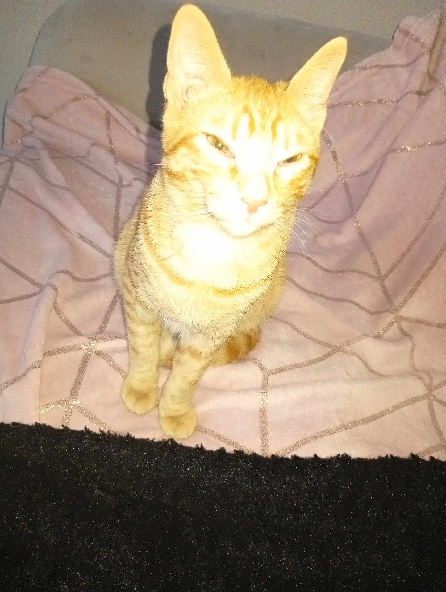 Caramel participe au concours pour gagner de l'argent avec cette photo : cat, ginger_cat, tabby, pet, indoor, blanket, pink, furniture, sitting, fur, whiskers, ears, animal, cute, domestic_animal, feline, looking, portrait, home, cozy