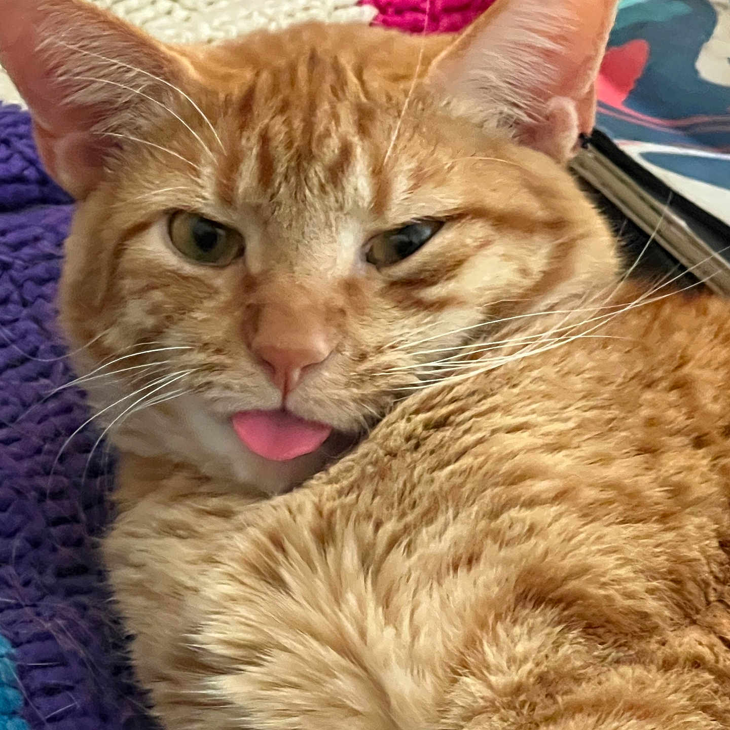 Eyore joined the competition — help win amazing prizes! animal, blue, cat, close_up, cozy, cute, ears, feline, fur, indoor, knitted_blanket, orange_tabby, pet, playful, purple, red, relaxed, tongue_out, whiskers, white