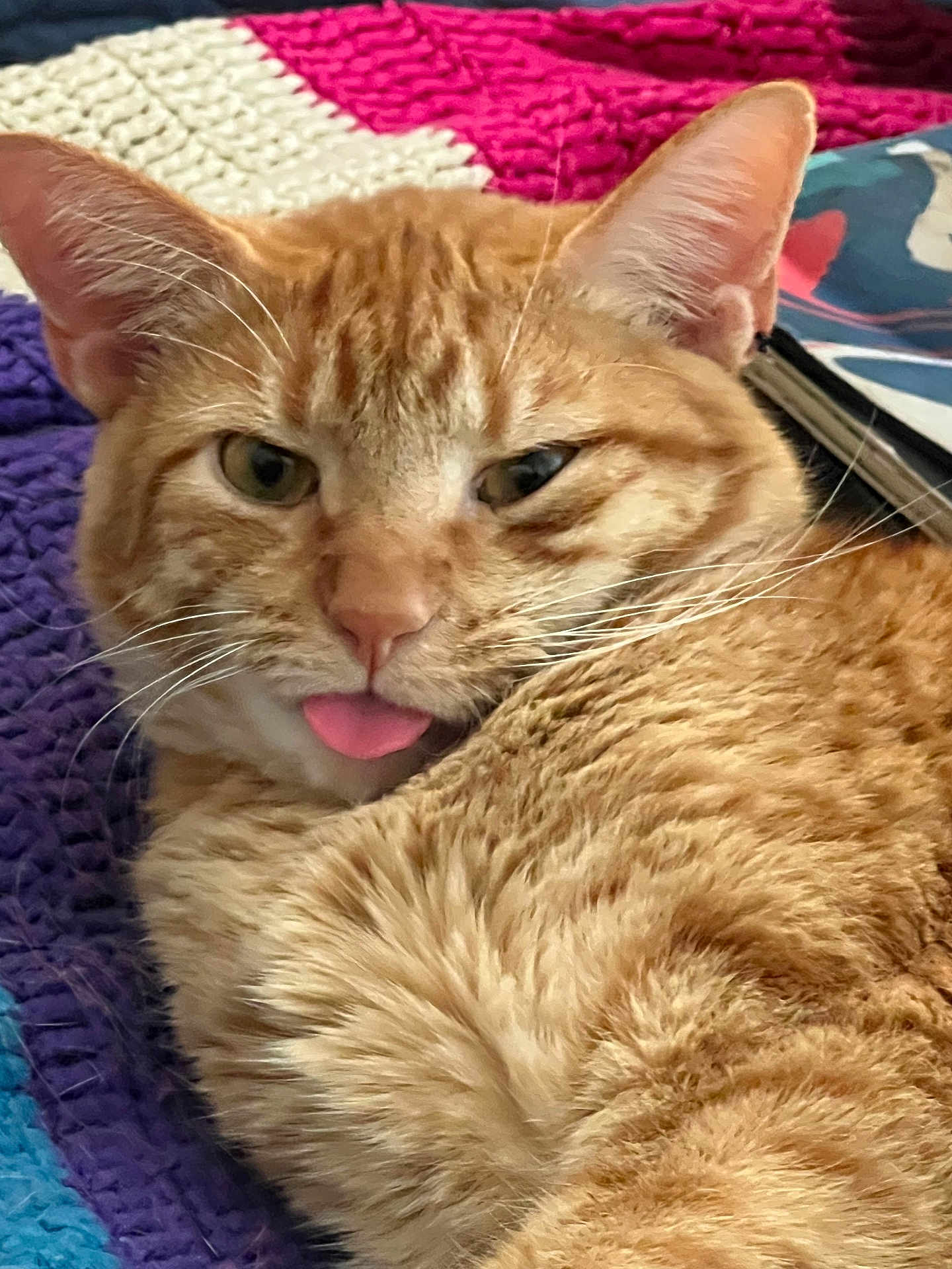 Eyore joined the competition — help win amazing prizes! animal, blue, cat, close_up, cozy, cute, ears, feline, fur, indoor, knitted_blanket, orange_tabby, pet, playful, purple, red, relaxed, tongue_out, whiskers, white