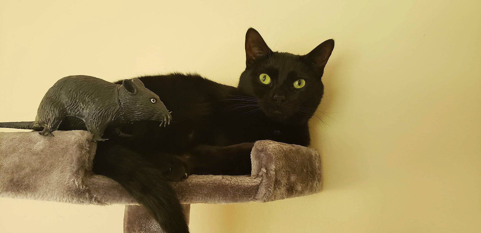 Austin is registered to the contest to win money with this photo: asian, black_cat, bombay, british_shorthair, burmese, carnivore, cat, chartreux, domestic_short_haired_cat, eye, felidae, havana_brown, korat, mammal, russian_blue, small_to_medium_sized_cats, snout, tail, whiskers