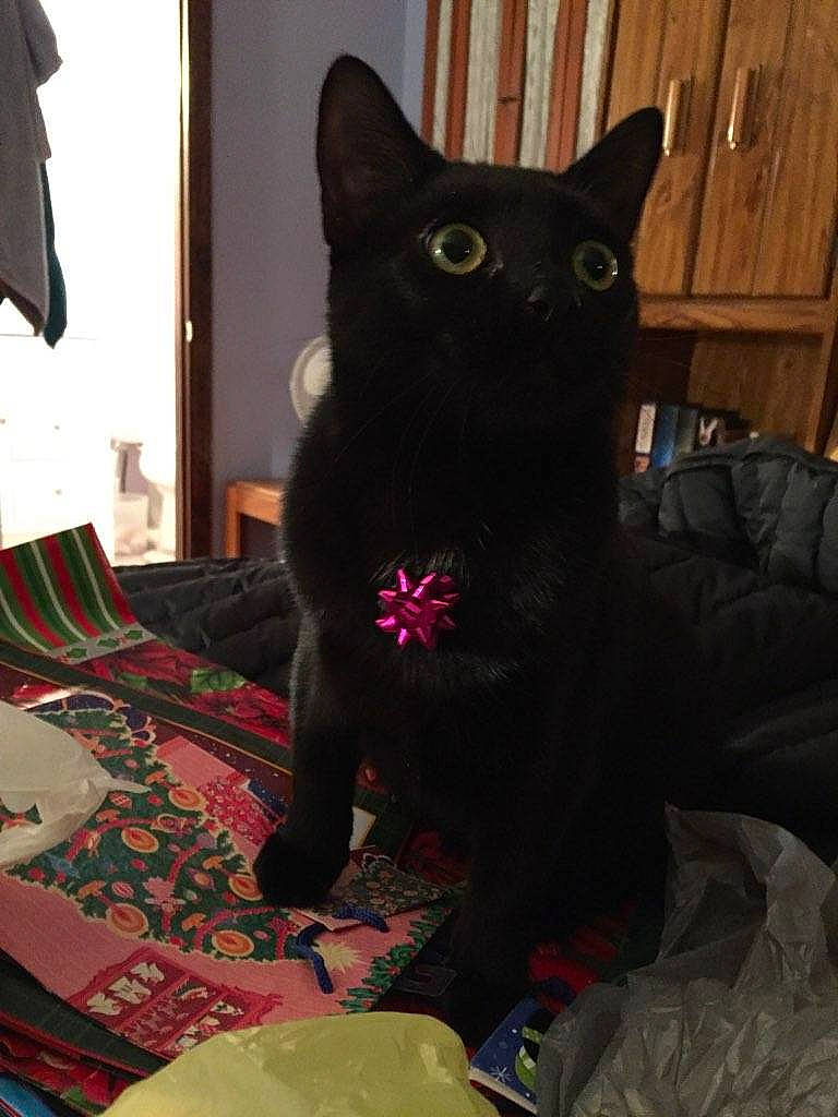 Austin is registered to the contest to win money with this photo: asian, black, black_cat, bombay, carnivore, cat, domestic_short_haired_cat, felidae, fur, korat, room, small_to_medium_sized_cats, whiskers