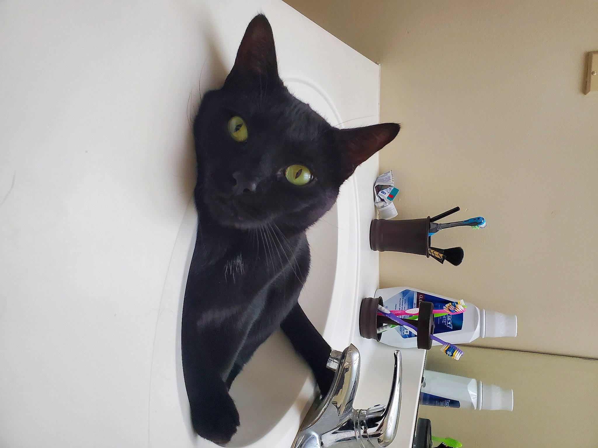 Austin joined the competition — help win amazing prizes! black_cat, carnivore, cat, domestic_short_haired_cat, felidae, paper, russian_blue, small_to_medium_sized_cats, tail, whiskers