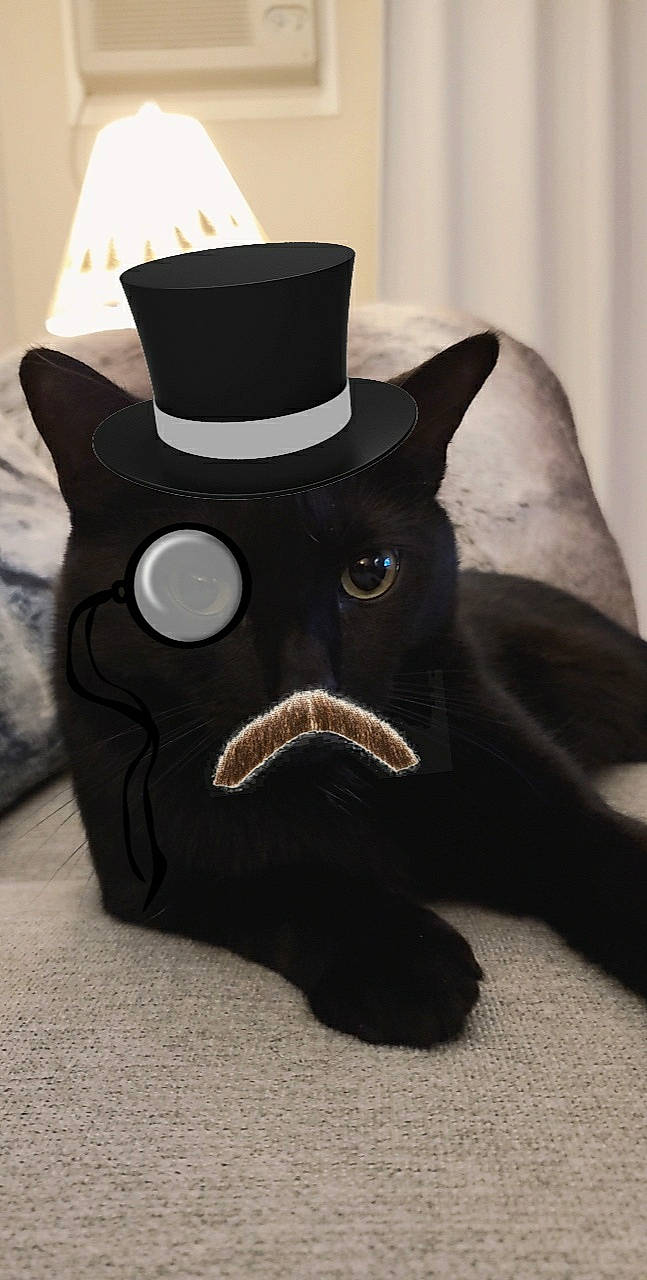 Austin joined the competition — help win amazing prizes! black, black_cat, cat, felidae, hat, head, headgear, linens, small_to_medium_sized_cats, snout, textile, whiskers