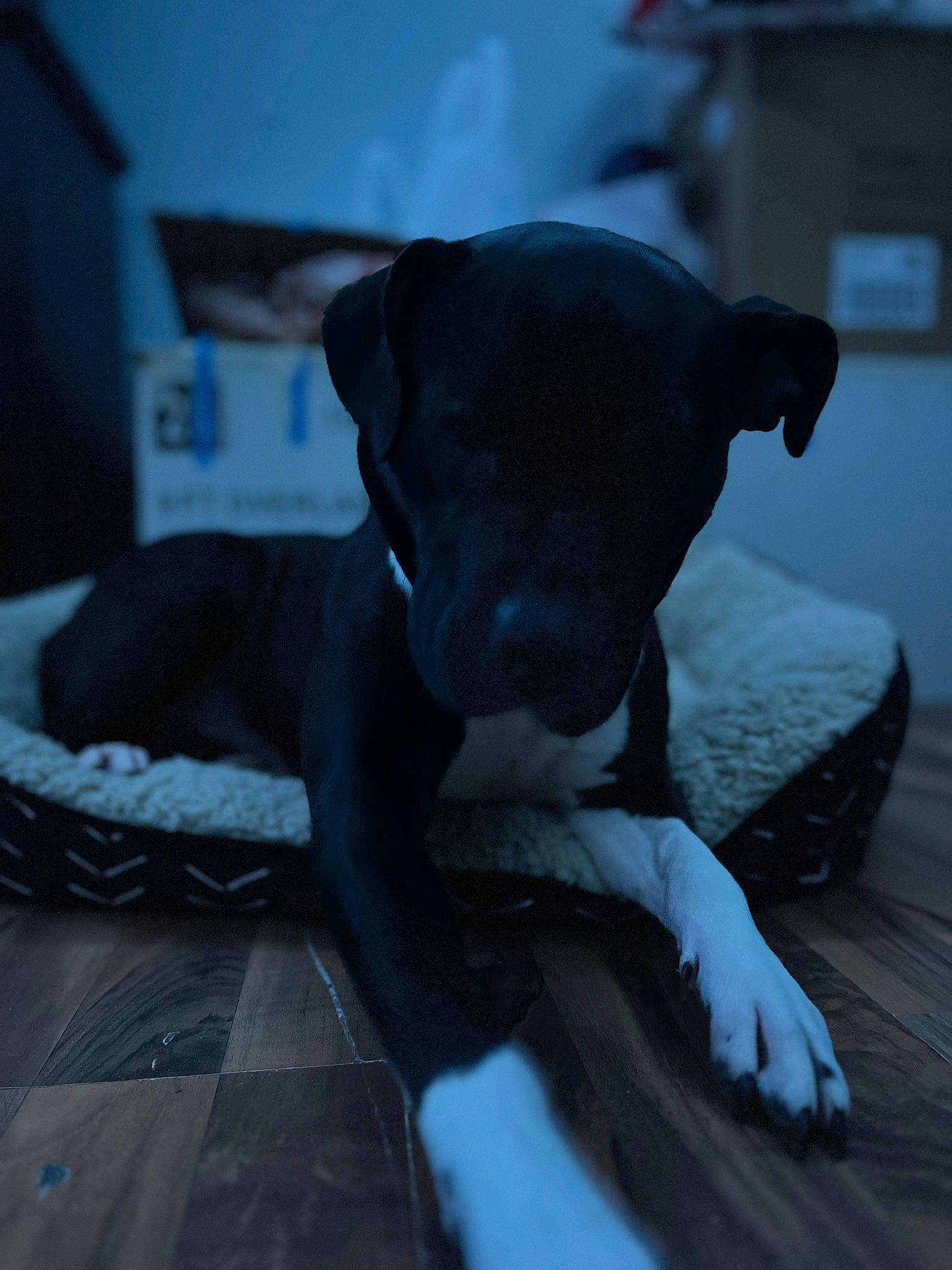 Loy joined the competition — help win amazing prizes! carnivore, collar, comfort, companion_dog, couch, dog, dog_breed, dog_collar, fawn, grey, guard_dog, non_sporting_group, pet_supply, puppy, snow, sporting_group, tail, tints_and_shades, whiskers, working_animal