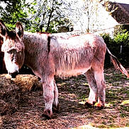 Voltaire a rejoint le concours — aidez-le/la à gagner de superbes lots ! donkey, fauna, horse_like_mammal, livestock, mane, pack_animal, snout, terrestrial_animal, wildlife