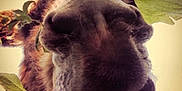 Voltaire participe au concours pour gagner de l'argent avec cette photo : camel_like_mammal, ear, fur, snout, whiskers, wildlife