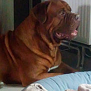 Iaco a rejoint le concours — aidez-le/la à gagner de superbes lots ! boerboel, boxer, bullmastiff, carnivoran, dog, dog_breed, dog_breed_group, dog_like_mammal, dogue_de_bordeaux, fawn, mammal, old_english_bulldog, olde_english_bulldogge, ori_pei, snout, valley_bulldog, vertebrate, wrinkle