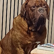 Popeye a rejoint le concours — aidez-le/la à gagner de superbes lots ! animal, boxer, bulldog, canine, coffeetable, dog, frenchbulldog, furniture, hardwood, indoors, interiordesign, lion, pet, pitbull, plywood, pug, puppy, snout, table, wood