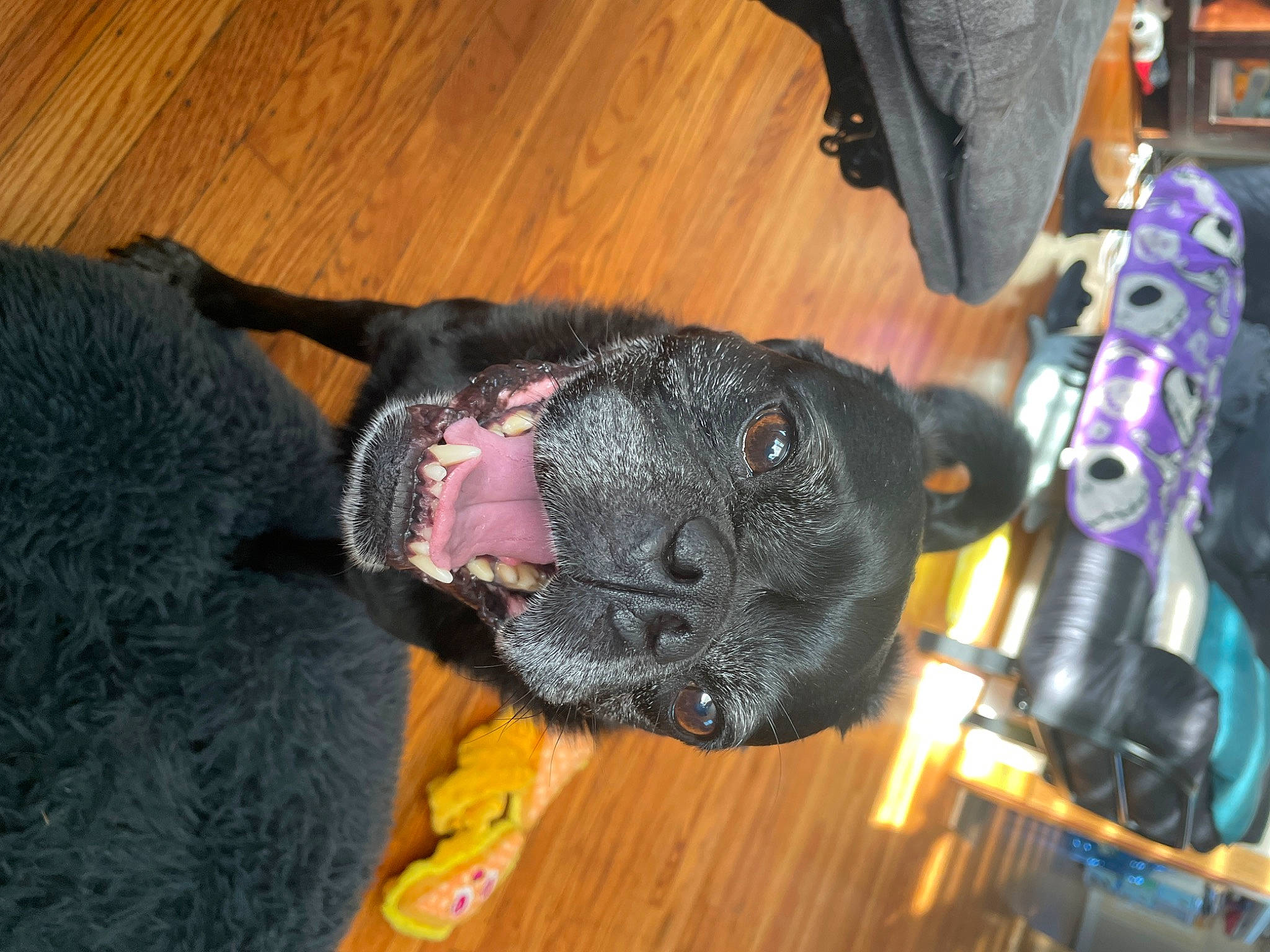 Stanley is registered to the contest to win money with this photo: canidae, carnivore, collar, companion_dog, dog, dog_breed, dog_collar, ear, fawn, flooring, fur, guard_dog, hardwood, leash, snout, sporting_group, tail, whiskers, wood, working_animal