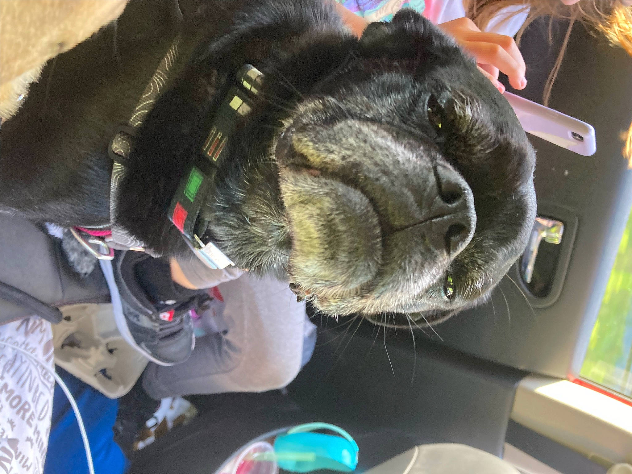 Stanley is registered to the contest to win money with this photo: audio_equipment, auto_part, canidae, dog_breed, ear, eye, felidae, fur, personal_protective_equipment, snout, sporting_group, toy, whiskers, wool, working_animal