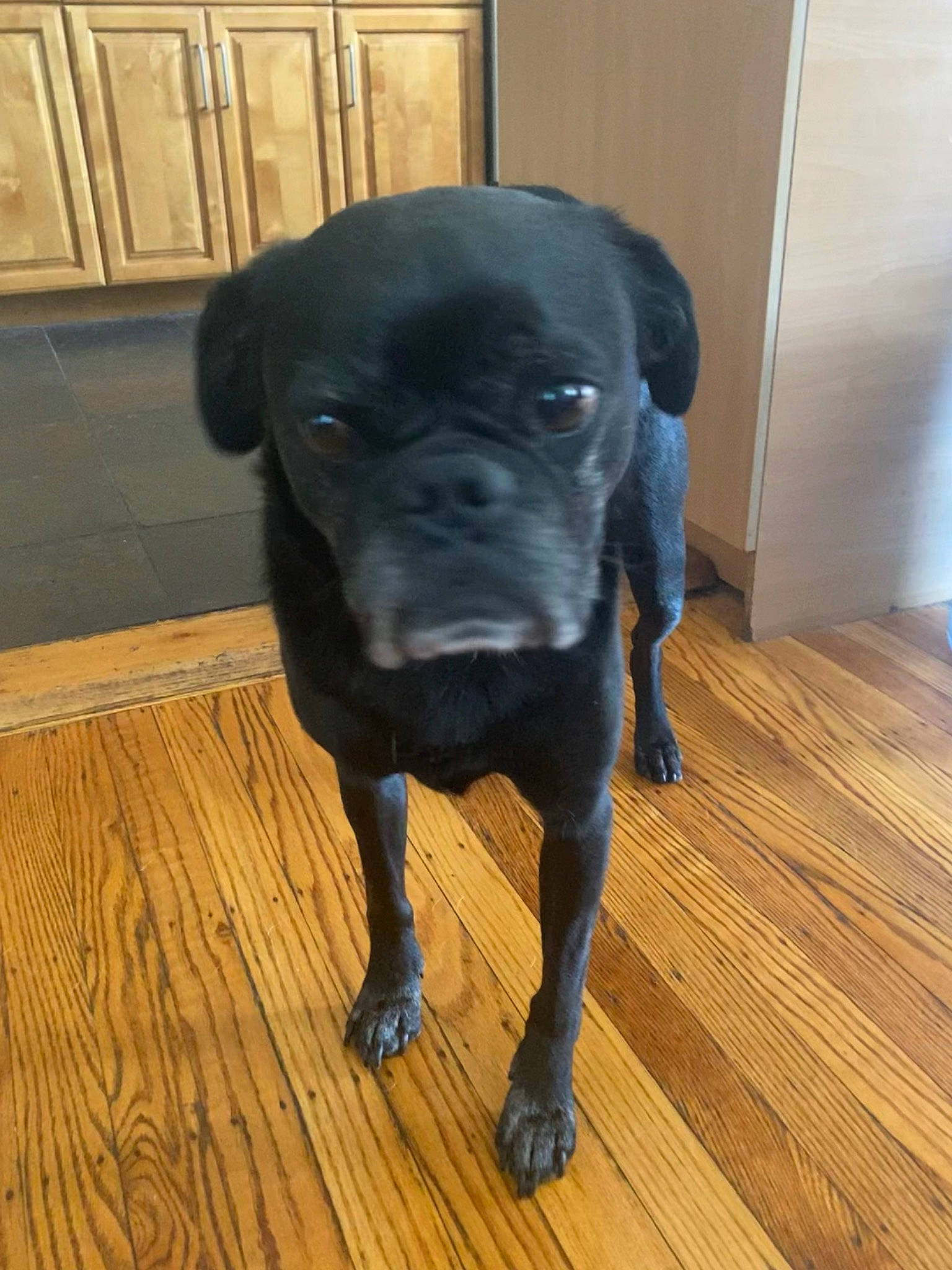 Stanley joined the competition — help win amazing prizes! borador, canidae, carnivore, companion_dog, dog, dog_breed, fawn, floor, flooring, hardwood, laminate_flooring, liver, plank, snout, sporting_group, tail, wood, wood_flooring, wood_stain, working_animal