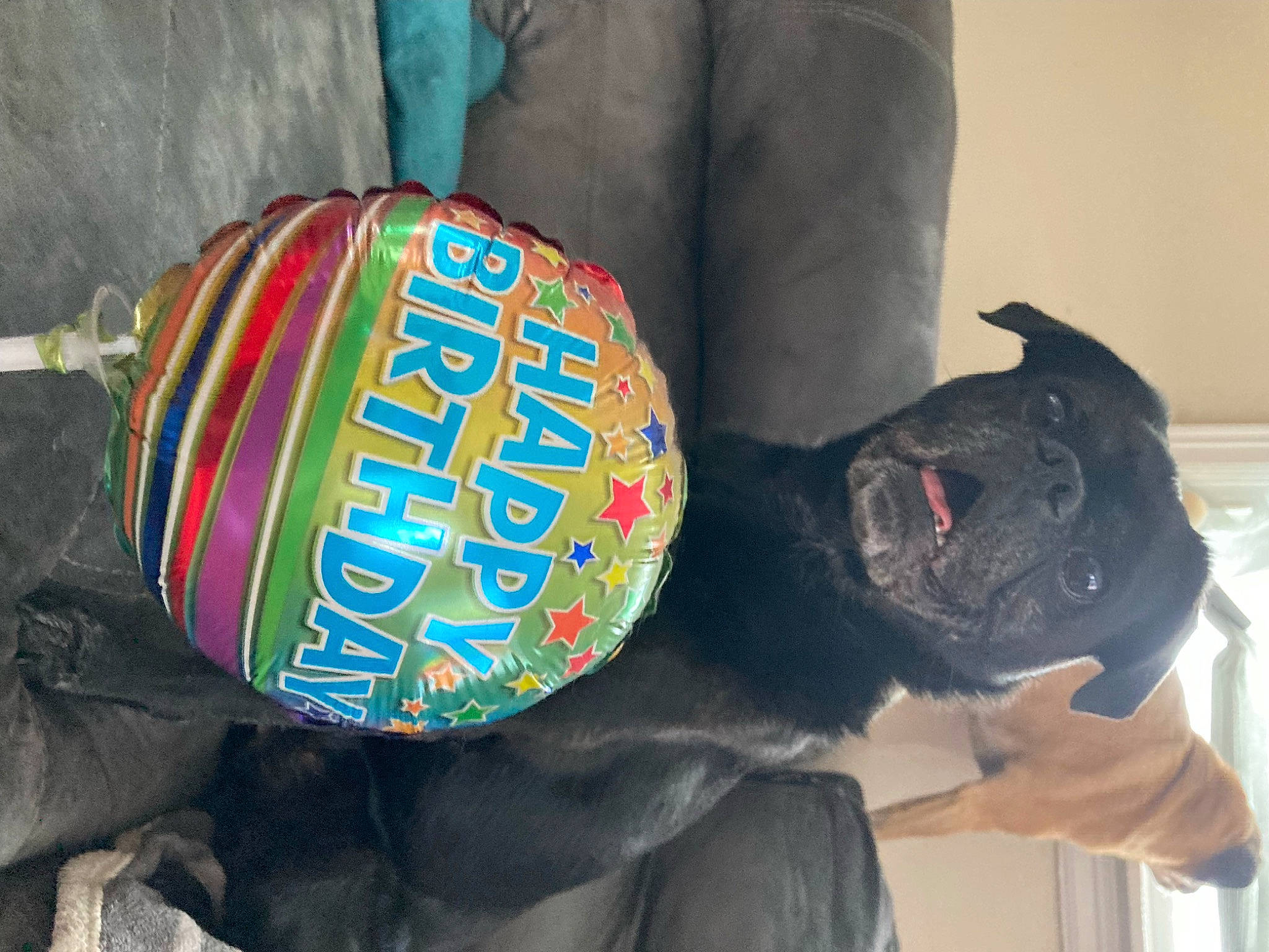 Stanley joined the competition — help win amazing prizes! dog_breed, drink, electric_blue, font, fur, logo, personal_protective_equipment, plush, sporting_group, stuffed_toy, textile, toy, water