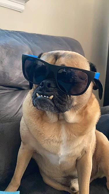 Winchester joined the competition — help win amazing prizes! beard, canidae, carnivore, companion_dog, dog, dog_breed, dog_collar, electric_blue, eyewear, fawn, personal_protective_equipment, pet_supply, pug, snout, sporting_group, sunglasses, toy_dog, vision_care, working_animal, wrinkle