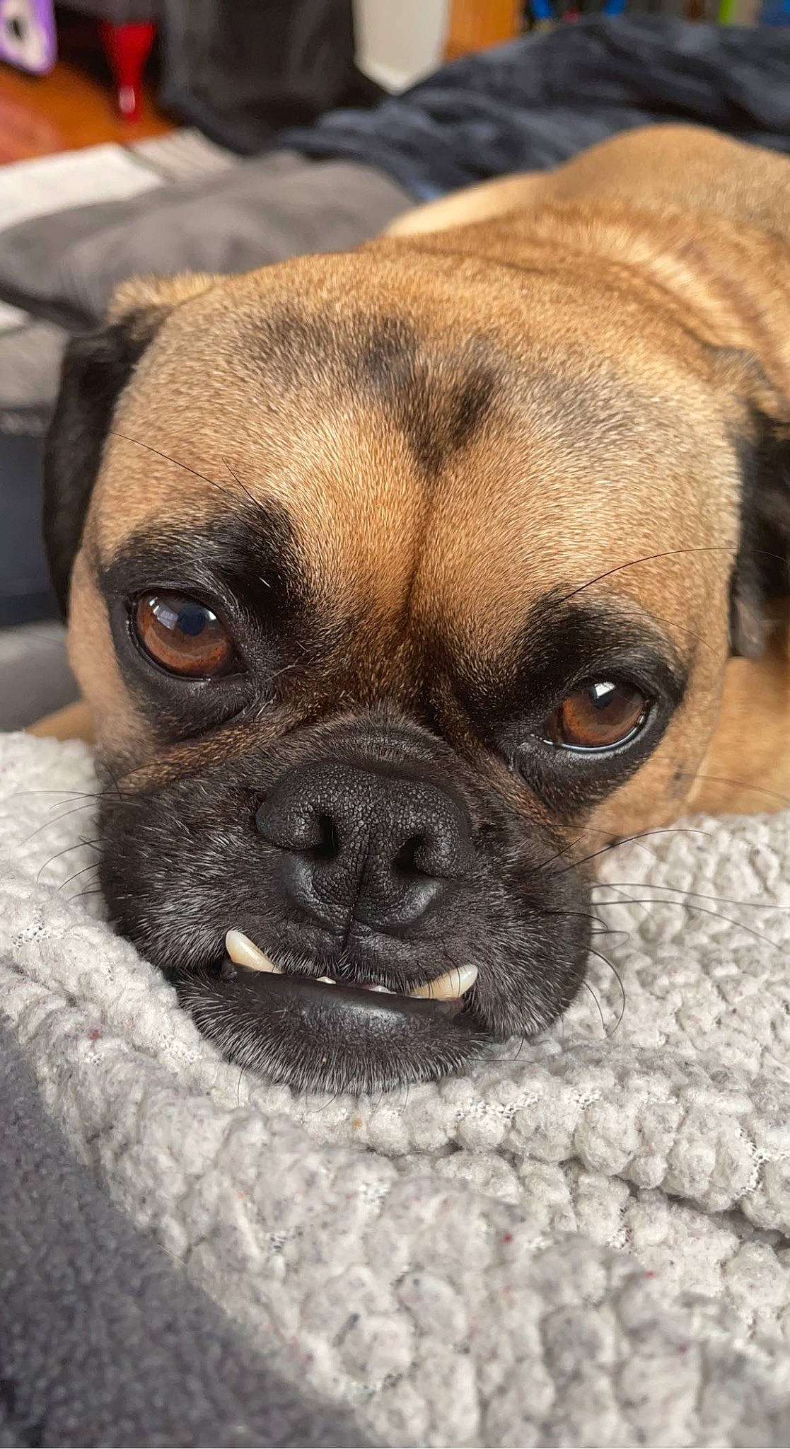 Winchester is registered to the contest to win money with this photo: boxer, canidae, carnivore, companion_dog, dog, dog_breed, fawn, fur, guard_dog, non_sporting_group, pug, puppy_love, snout, sporting_group, terrestrial_animal, toy_dog, whiskers, working_animal, working_dog, wrinkle