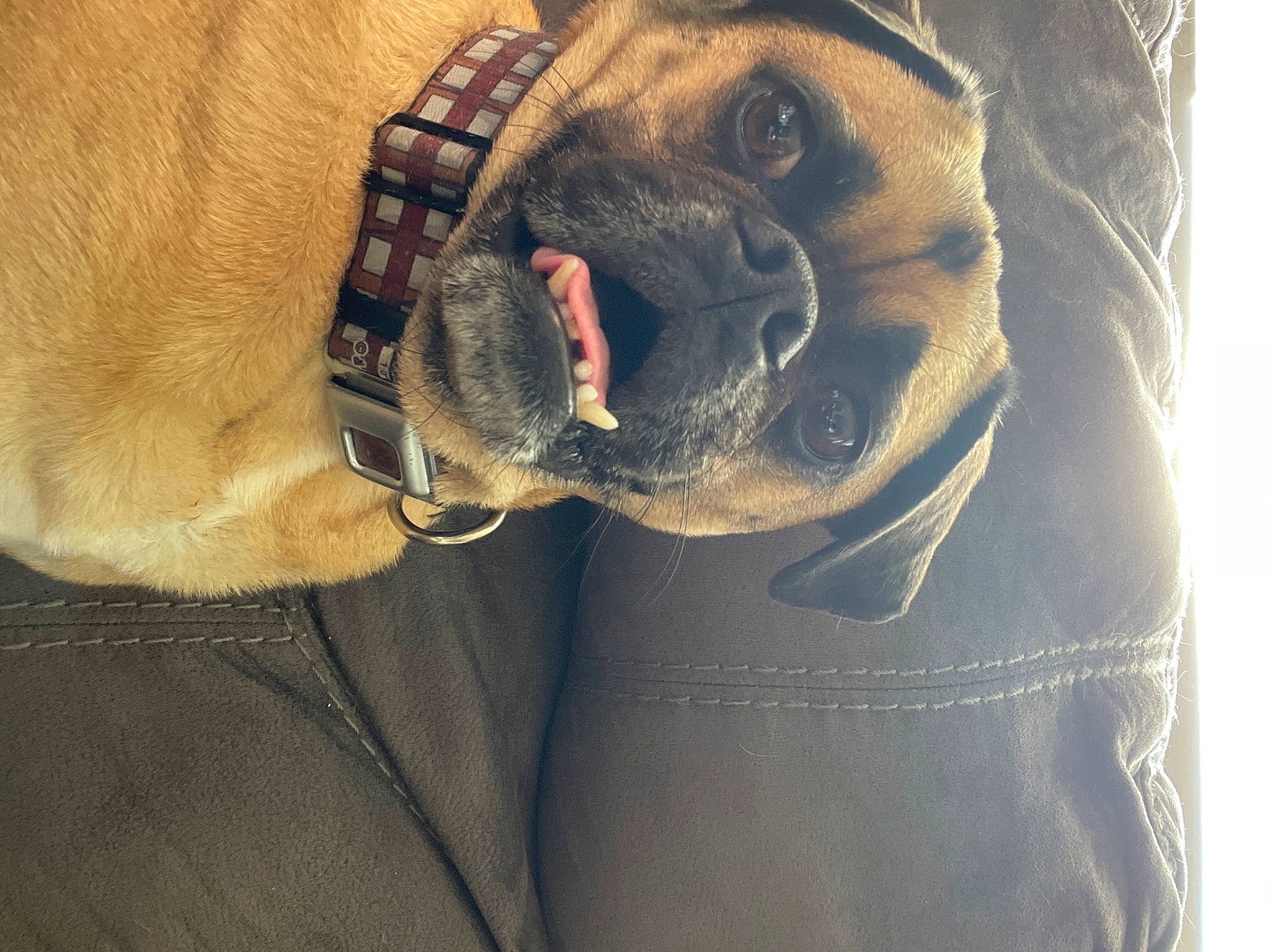 Winchester joined the competition — help win amazing prizes! boxer, canidae, carnivore, collar, companion_dog, dog, dog_breed, dog_collar, fawn, giant_dog_breed, guard_dog, liver, molosser, pet_supply, snout, sporting_group, whiskers, working_animal, working_dog, wrinkle