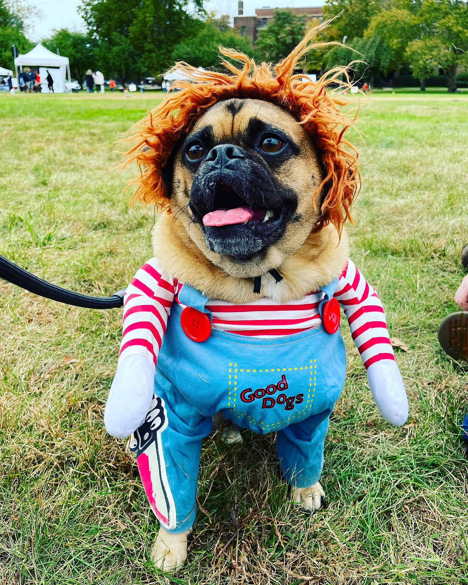 Winchester is registered to the contest to win money with this photo: carnivore, collar, companion_dog, dog, dog_breed, dog_clothes, dog_collar, dog_supply, fawn, fur, grass, leash, plant, snout, sporting_group, tail, toy, toy_dog, tree, working_animal