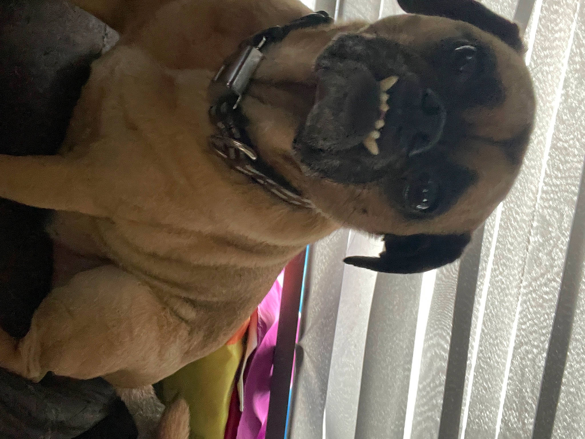 Winchester joined the competition — help win amazing prizes! canidae, carnivore, companion_dog, dog, dog_breed, door, eyewear, fawn, fur, hat, magenta, non_sporting_group, pug, snout, sporting_group, sunglasses, terrestrial_animal, wood, working_animal, wrinkle