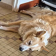 Naya participe au concours pour gagner de l'argent avec cette photo : animal, brown, calm, canine, cozy, dog, floor, fur, home, indoor, laying, mammal, peaceful, pet, quiet, relaxed, resting, sleeping, tile, white