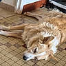 animal, brown, calm, canine, cozy, dog, floor, fur, home, indoor, laying, mammal, peaceful, pet, quiet, relaxed, resting, sleeping, tile, white