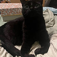 Freddie is registered to the contest to win money with this photo: black_cat, cat, feline, pet, indoor, bed, blanket, paws, whiskers, ears, eyes, tail, curled_paws, box, decorative_box, cozy, portrait, close_up, soft_texture, home_interior