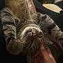 cat, tabby_cat, pet, whiskers, sleeping, upside_down, paws, cozy, indoor, human_hand, cuddle, close_up, fur, nap, relaxed, portrait, nose, ears, striped, soft_bed