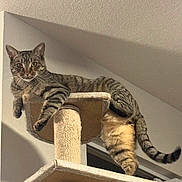Robin joined the competition — help win amazing prizes! cat, tabby_cat, pet, indoor, cat_tree, scratching_post, perch, striped, whiskers, eyes, paws, tail, ceiling, wall, furniture, looking_at_camera, relaxed, climbing, feline, cozy