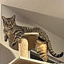 cat, tabby_cat, pet, indoor, cat_tree, scratching_post, perch, striped, whiskers, eyes, paws, tail, ceiling, wall, furniture, looking_at_camera, relaxed, climbing, feline, cozy