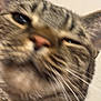 cat, close_up, tabby, whiskers, pet, feline, face, portrait, indoor, fur, nose, eye, ears, blurry, macro, cute, mammal, domestic_cat, sleepy, curious