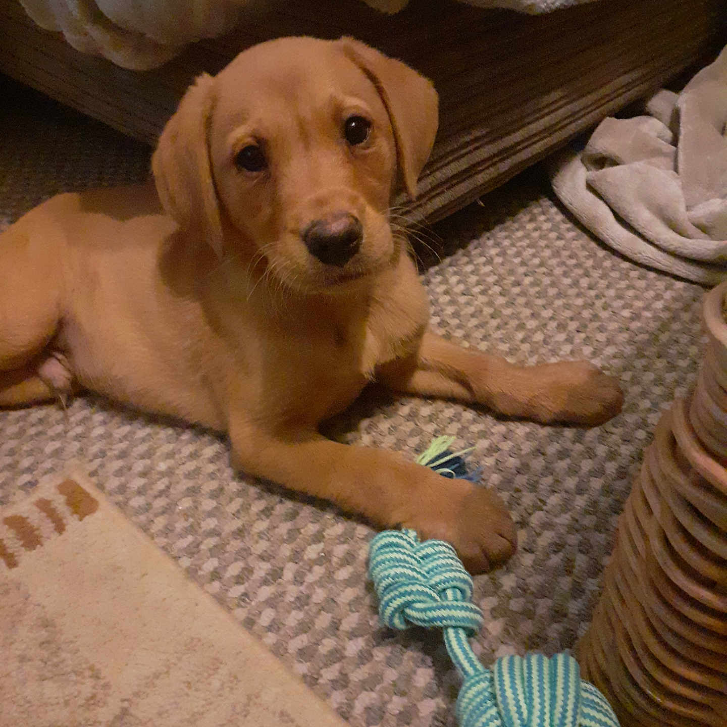 Dexter is registered to the contest to win money with this photo: animal, beagle, bed, blanket, canine, couch, dog, furniture, goldenretriever, homedecor, hound, labradorretriever, linen, mat, person, pet, puppy, sleeping, towel, wood