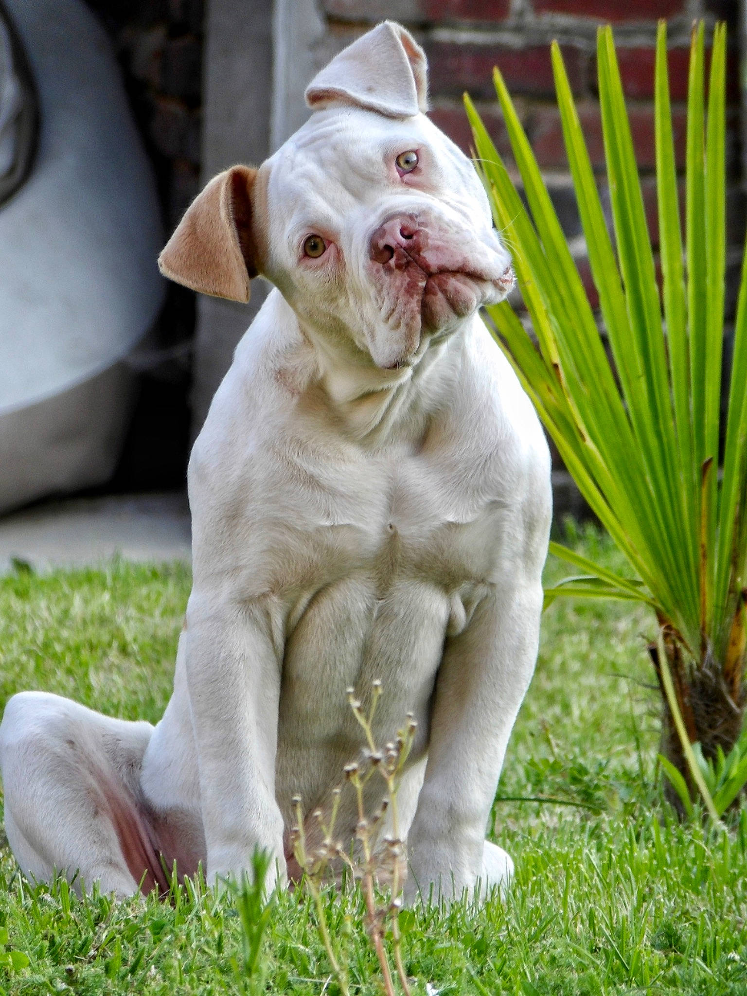 Svenn a rejoint le concours — aidez-le/la à gagner de superbes lots ! bulldog, canidae, carnivore, collar, companion_dog, dog, dog_breed, dog_collar, fawn, grass, plant, saw_palmetto, snout, sporting_group, tail, terrestrial_animal, terrestrial_plant, whiskers, working_animal, wrinkle